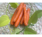 Bio mrkev 1 kg (nemytá) karotka Česká